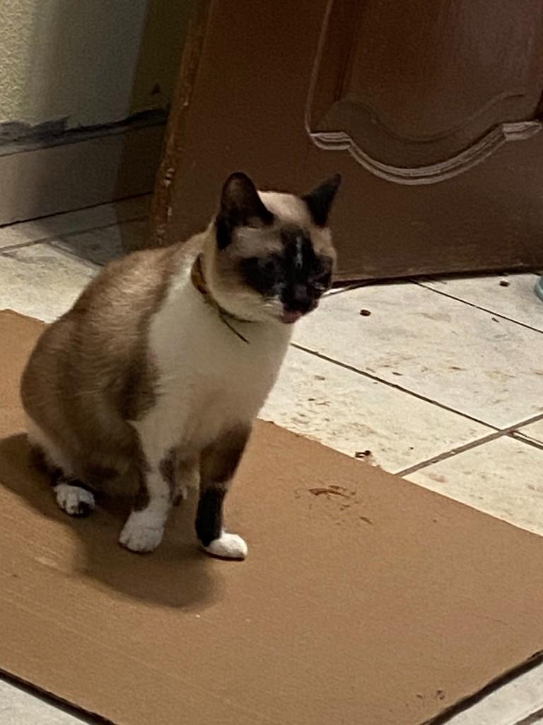 Sofia, gata de porte pequeno para adoção em Natal - RN
