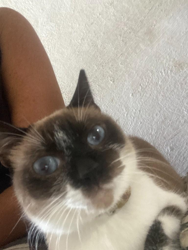Sofia, gata de porte pequeno para adoção em Natal - RN — foto 2 de 2