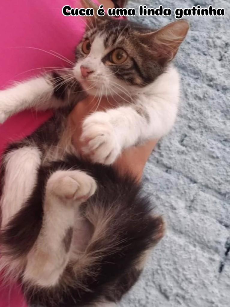 Cuca, gata de porte pequeno para adoção em Estância Velha - RS