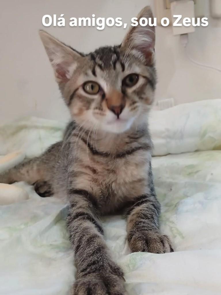 Zeus, gato de porte pequeno para adoção em Novo Hamburgo - RS