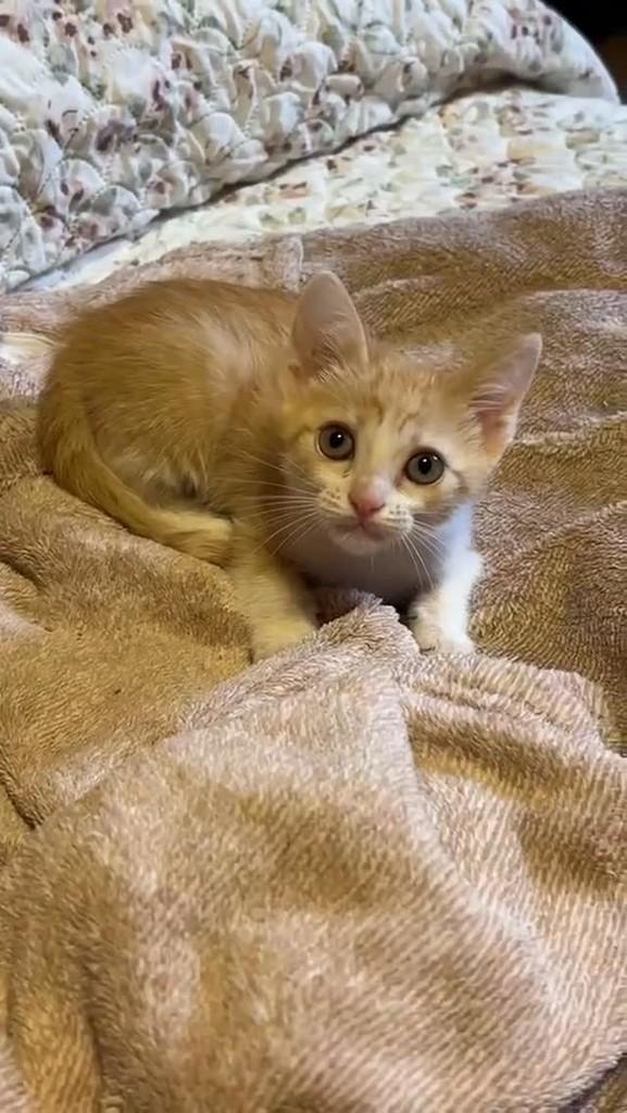 A Sol, gato de porte pequeno para adoção em Novo Hamburgo - RS