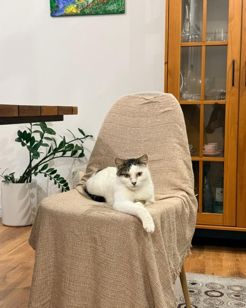Eva, gata para adoção em São Caetano do Sul - SP