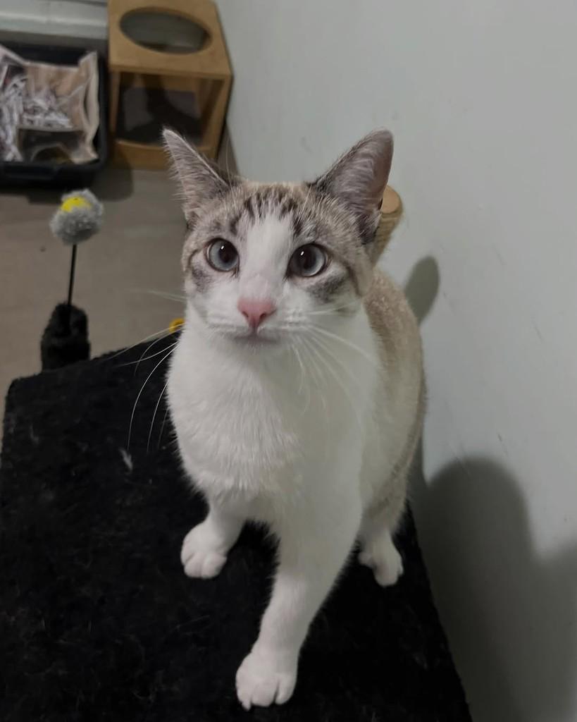 Angelina, gata de porte médio para adoção em Belo Horizonte - MG