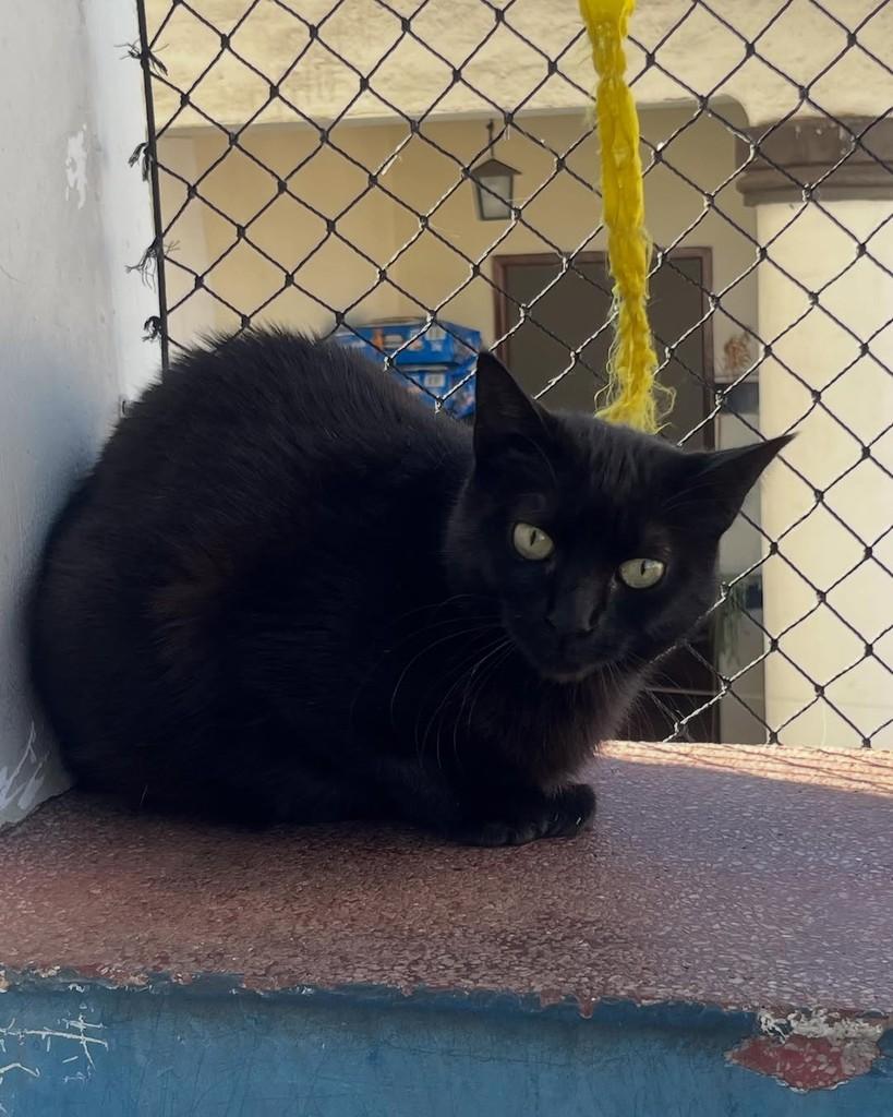 Azeviche, gata de porte médio para adoção em Belo Horizonte - MG