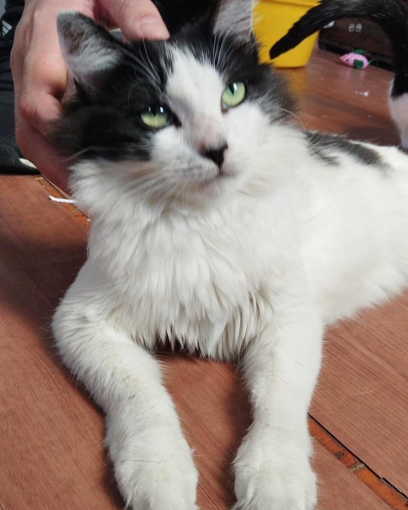 Cristina, gato de porte grande para adoção em Belo Horizonte - MG