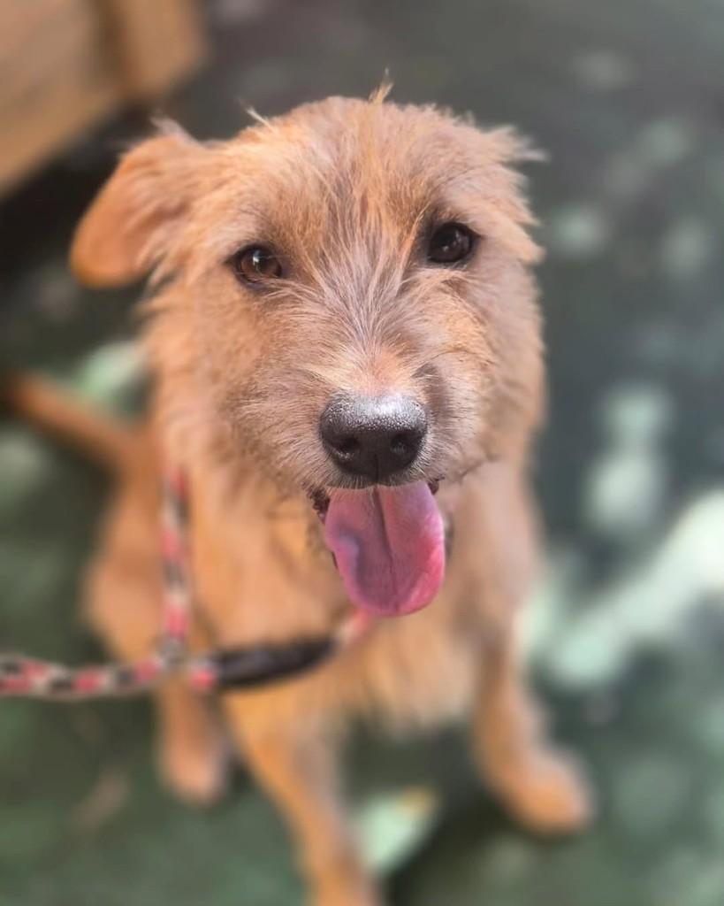 Mango, cachorro de porte médio para adoção em Belo Horizonte - MG