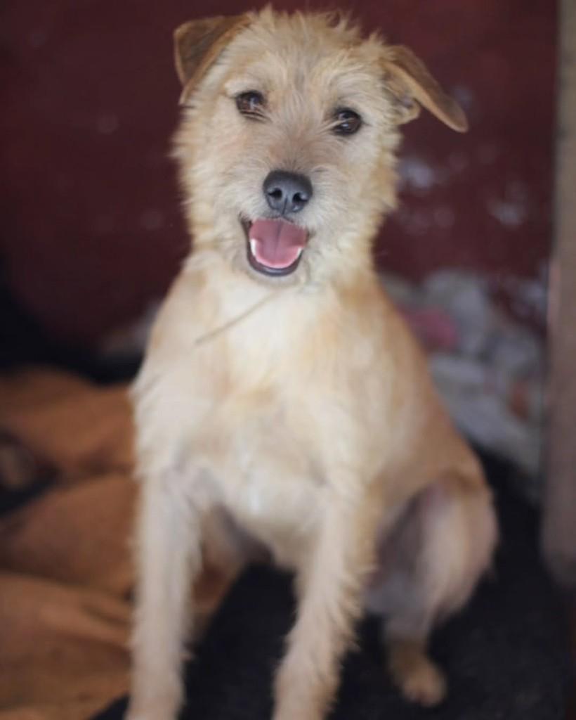 Mango, cachorro de porte médio para adoção em Belo Horizonte - MG — foto 5 de 6