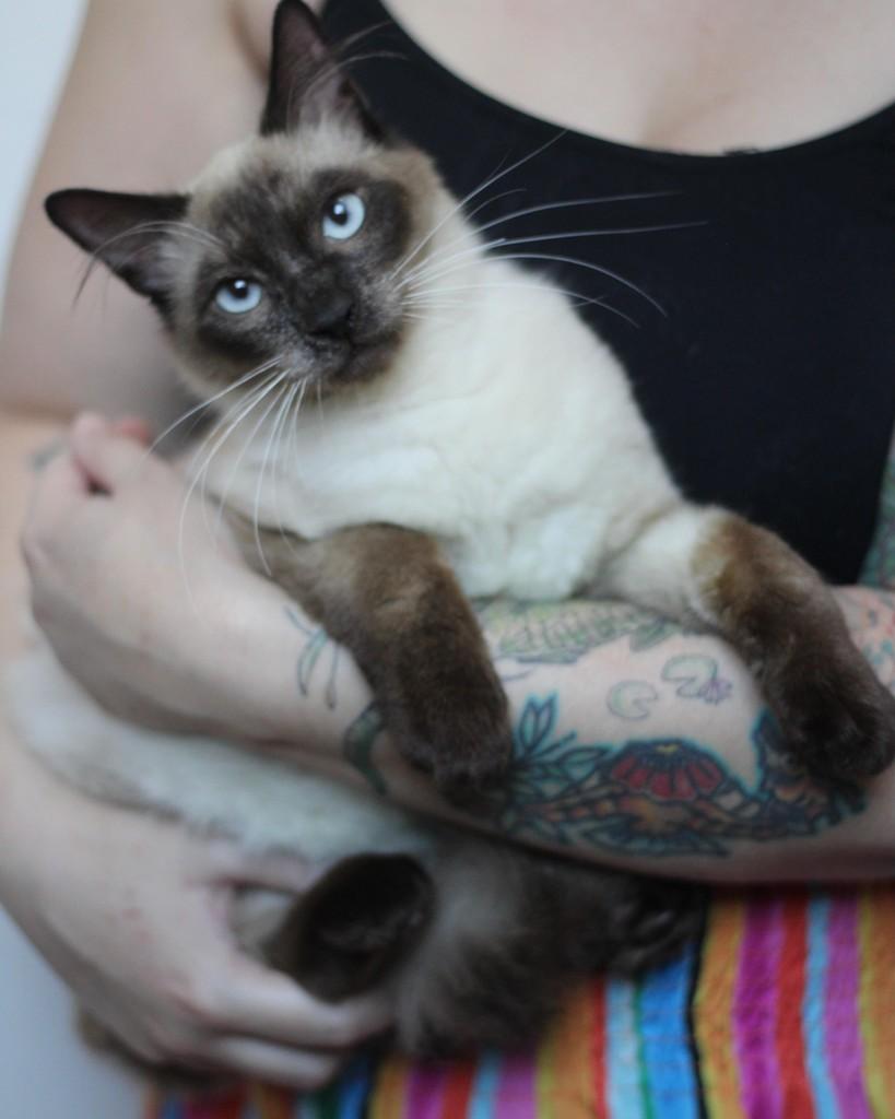 Ronan, gato de porte pequeno para adoção em Belo Horizonte - MG