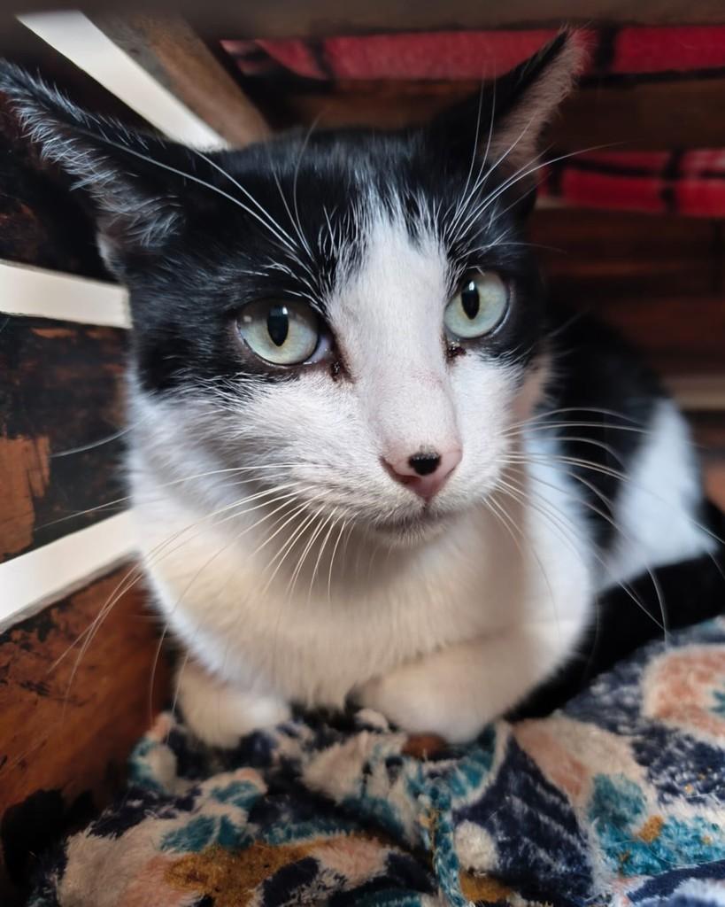 Muriel, gato para adoção em Belo Horizonte - MG