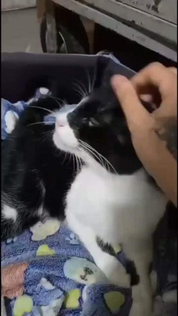 Biscuit, gato de porte pequeno para adoção em Belo Horizonte - MG