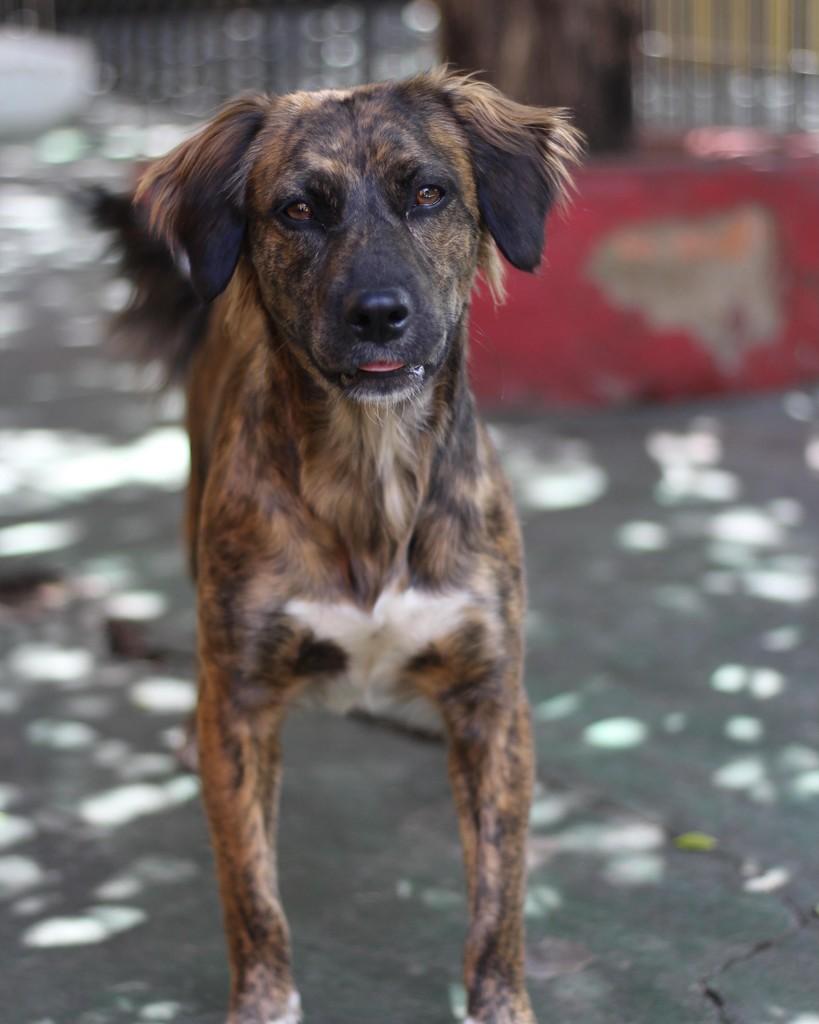 Suzy, cadela de porte pequeno para adoção em Belo Horizonte - MG