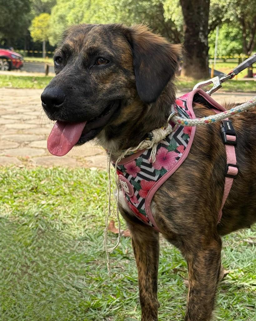 Suzy, cadela de porte pequeno para adoção em Belo Horizonte - MG — foto 5 de 8