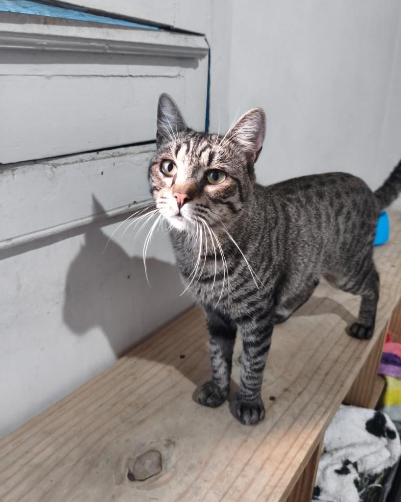 Francis, gato de porte pequeno para adoção em Belo Horizonte - MG
