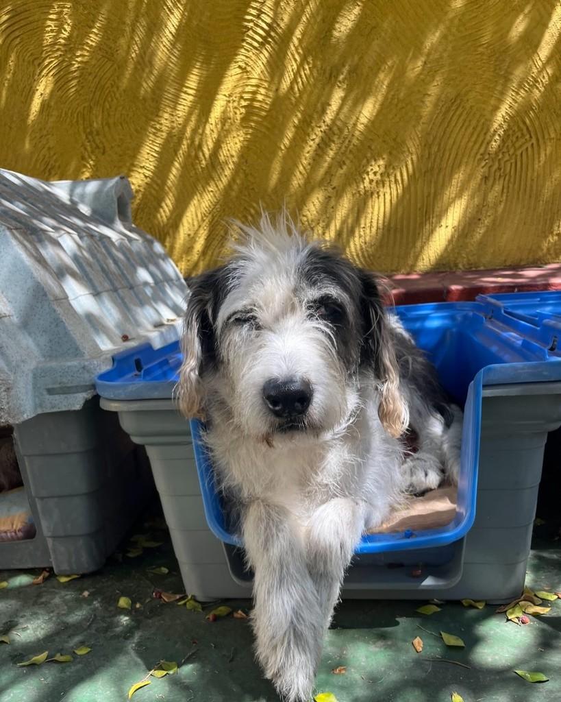 Zack, cachorro de porte médio para adoção em Belo Horizonte - MG