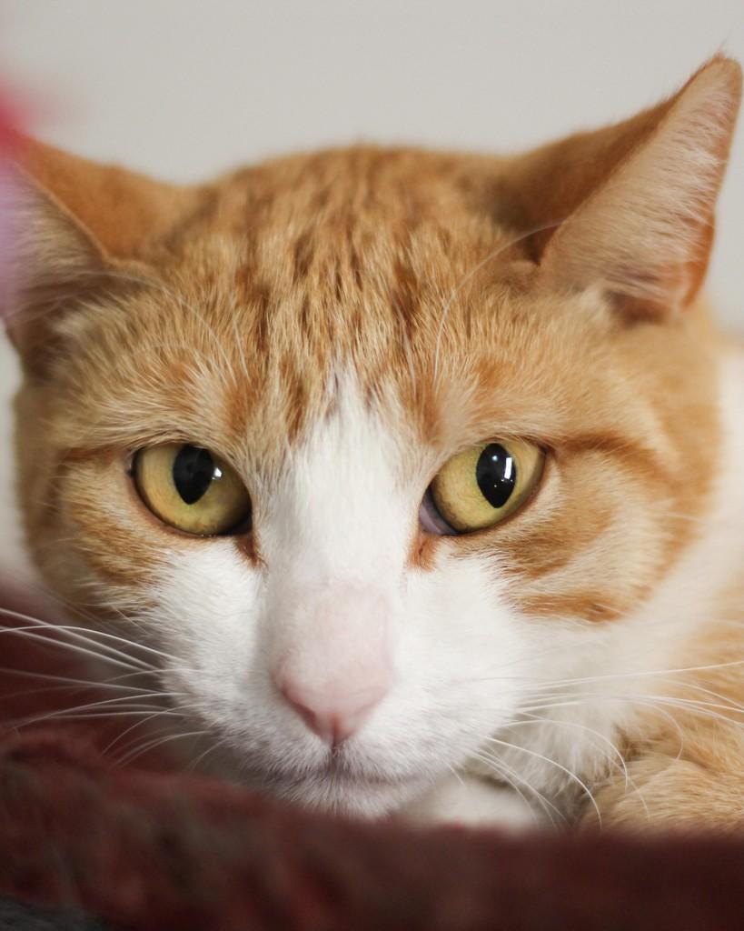 Mel, gata de porte médio para adoção em Belo Horizonte - MG