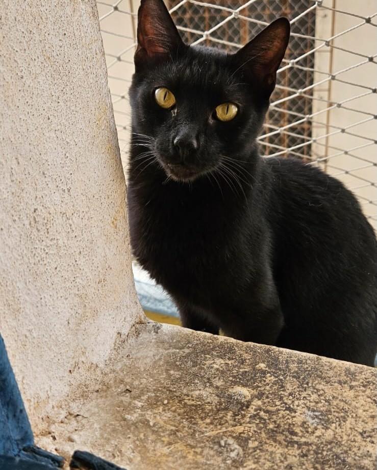 Cecília, gata de porte médio para adoção em Belo Horizonte - MG