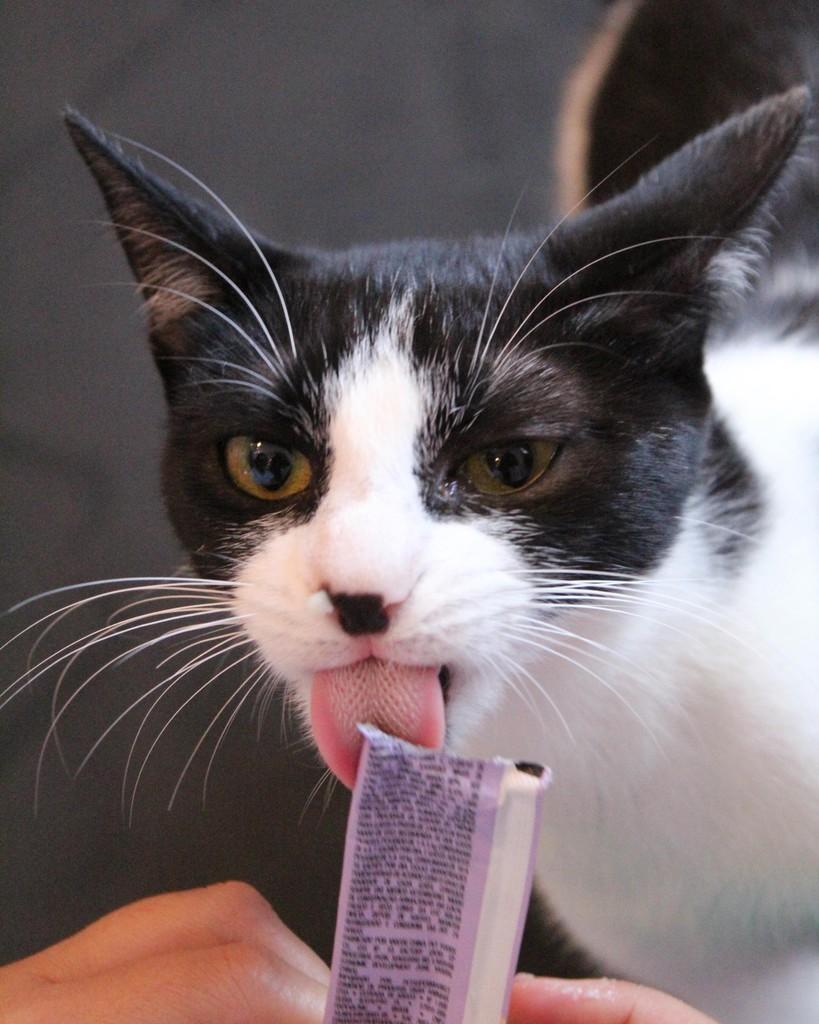 Sorte, gato de porte médio para adoção em Belo Horizonte - MG