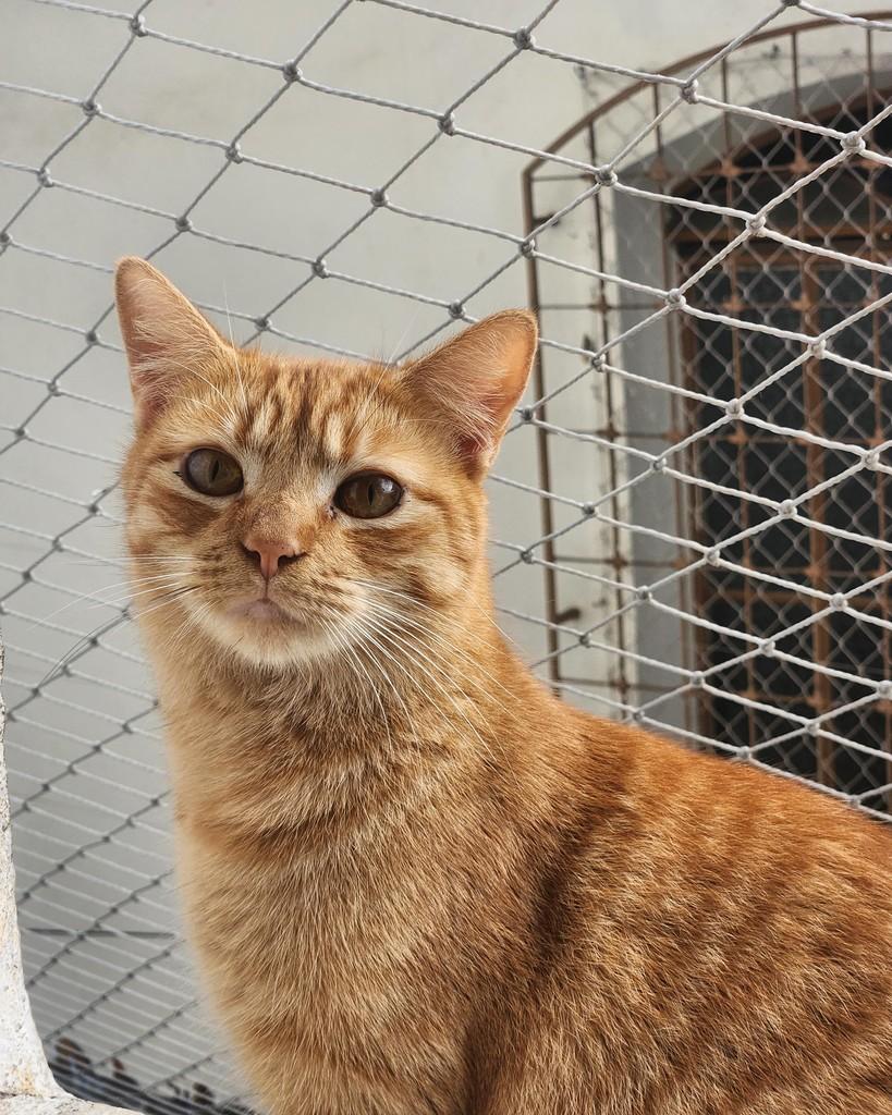 Cenoura, gato de porte médio para adoção em Belo Horizonte - MG