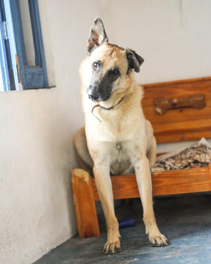 Digão, cachorro de porte grande para adoção em Belo Horizonte - MG