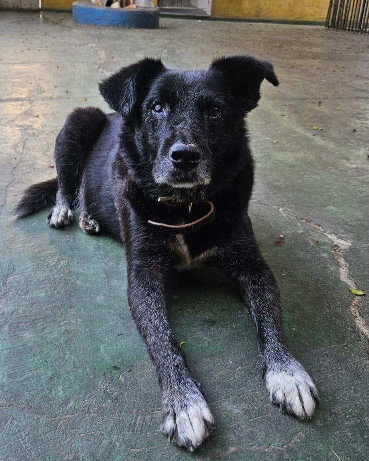 Quim, cachorro de porte pequeno para adoção em Belo Horizonte - MG