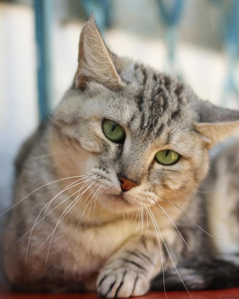 Maxine, gata de porte médio para adoção em Belo Horizonte - MG