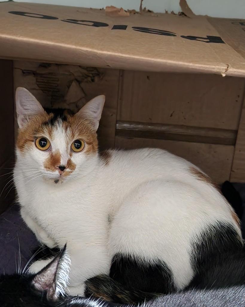 Tilápia, gata de porte pequeno para adoção em Belo Horizonte - MG