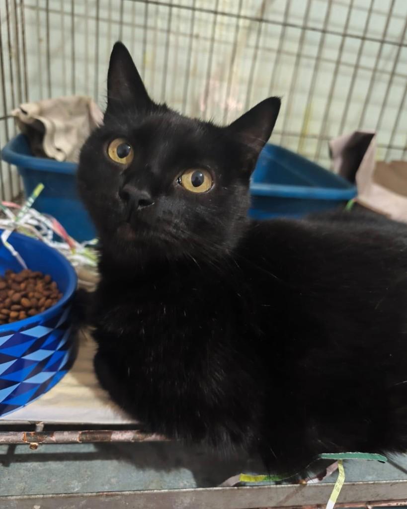 Life, gato de porte pequeno para adoção em Belo Horizonte - MG
