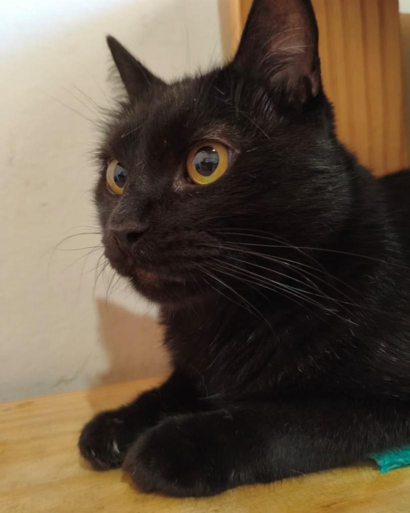 Life, gato de porte pequeno para adoção em Belo Horizonte - MG — foto 3 de 6