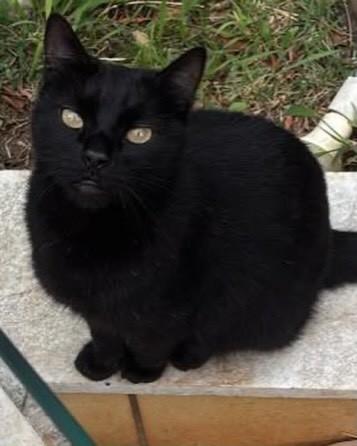 Life, gato de porte pequeno para adoção em Belo Horizonte - MG — foto 4 de 6