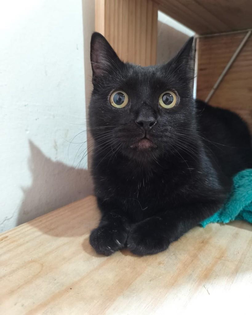 Life, gato de porte pequeno para adoção em Belo Horizonte - MG — foto 5 de 6