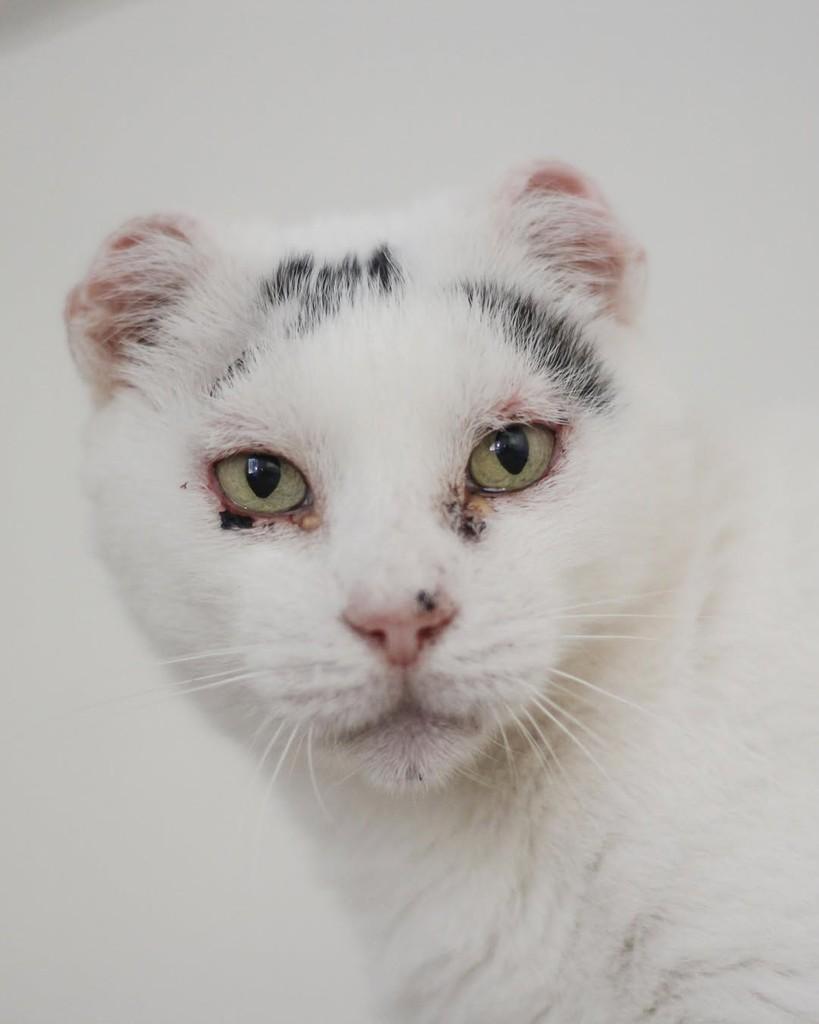 Van Gogh, gato para adoção em Belo Horizonte - MG — foto 2 de 7