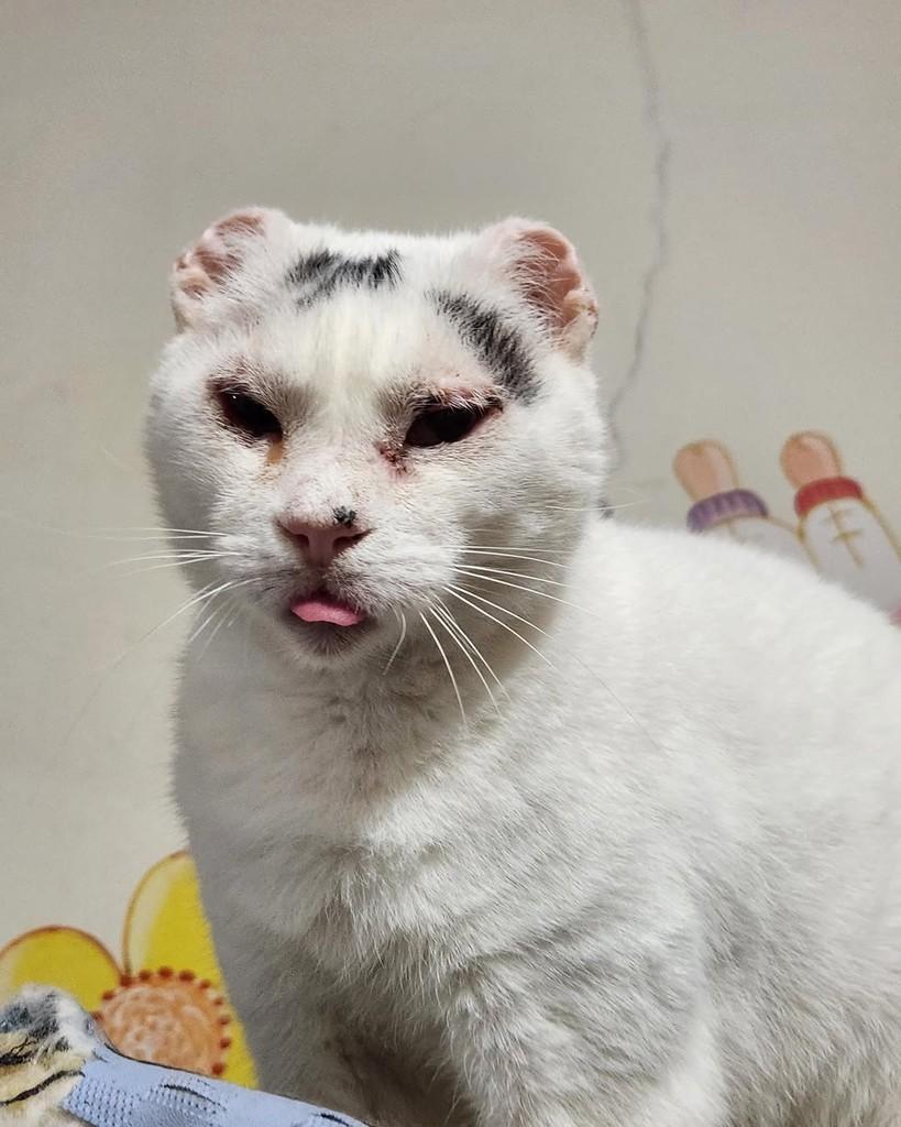 Van Gogh, gato para adoção em Belo Horizonte - MG — foto 3 de 7