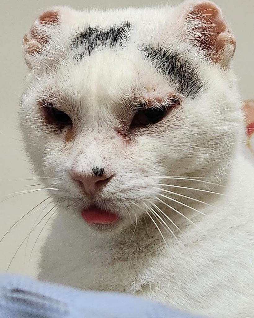 Van Gogh, gato para adoção em Belo Horizonte - MG — foto 4 de 7