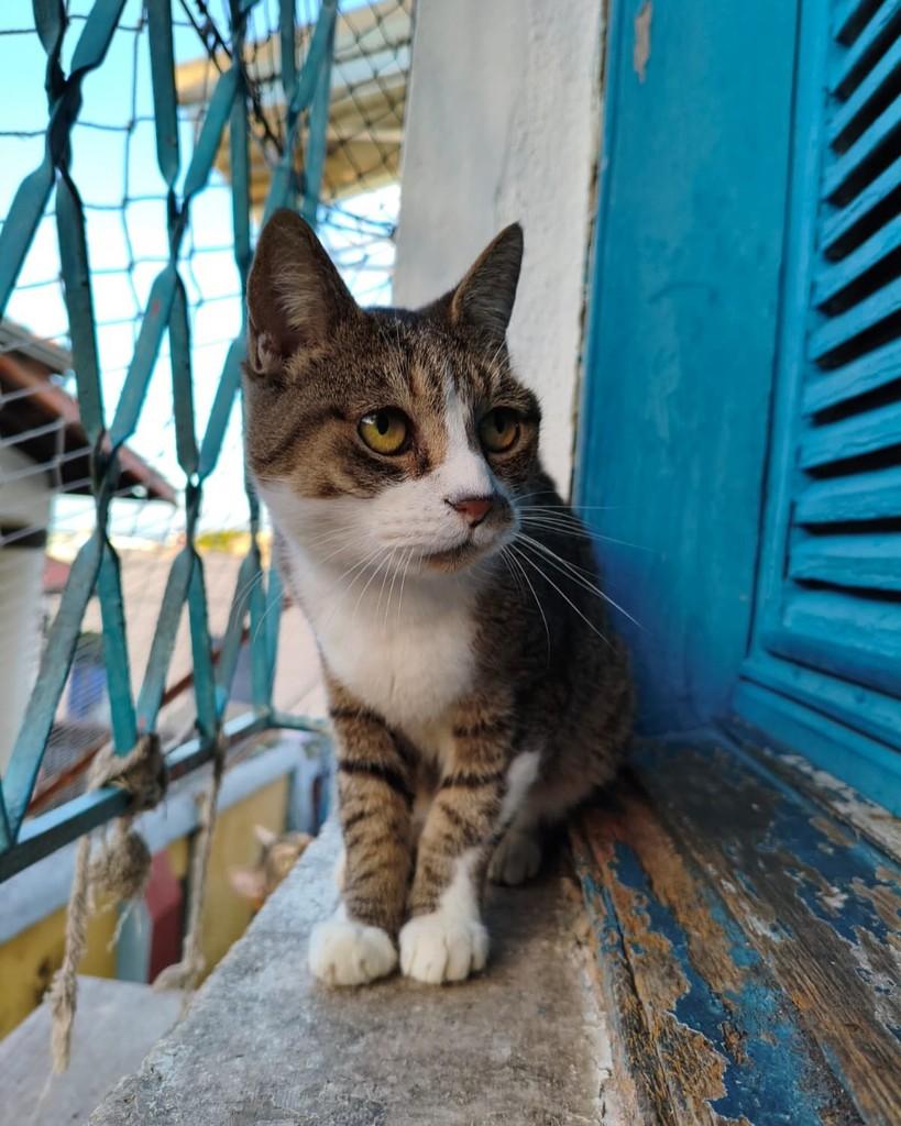Ana Beatriz, gato de porte pequeno para adoção em Belo Horizonte - MG