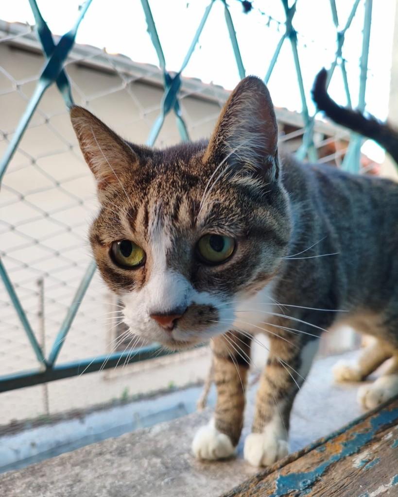 Ana Beatriz, gato de porte pequeno para adoção em Belo Horizonte - MG — foto 2 de 5