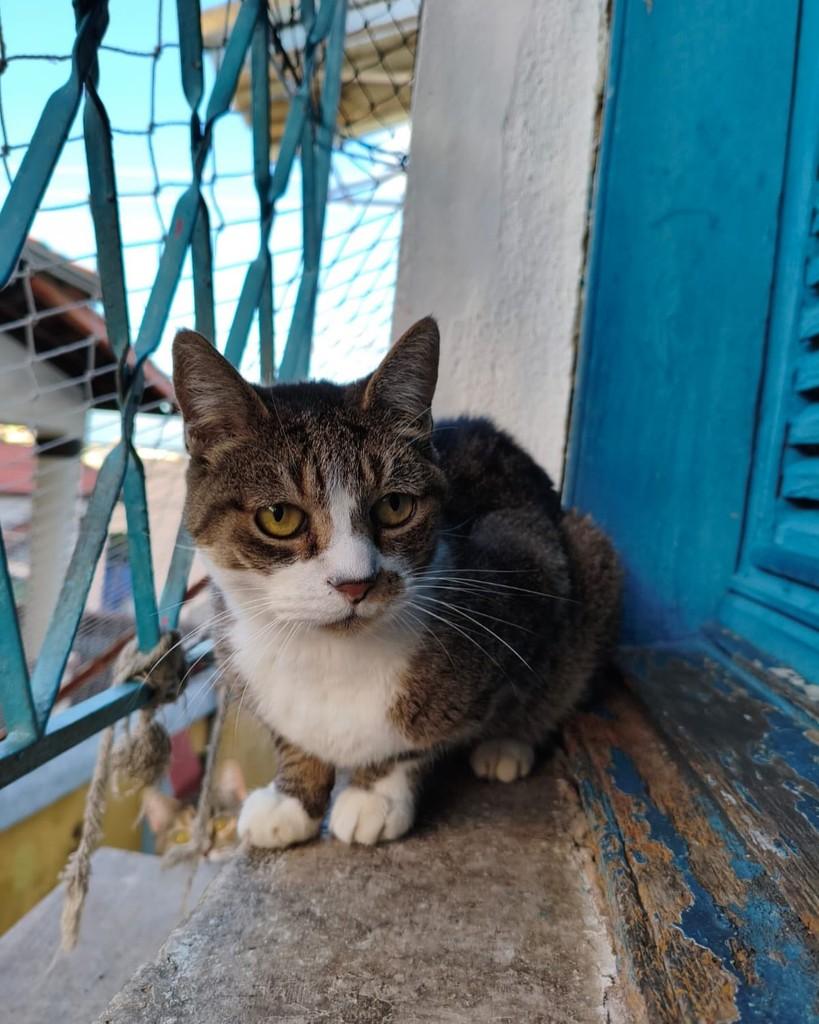 Ana Beatriz, gato de porte pequeno para adoção em Belo Horizonte - MG — foto 3 de 5