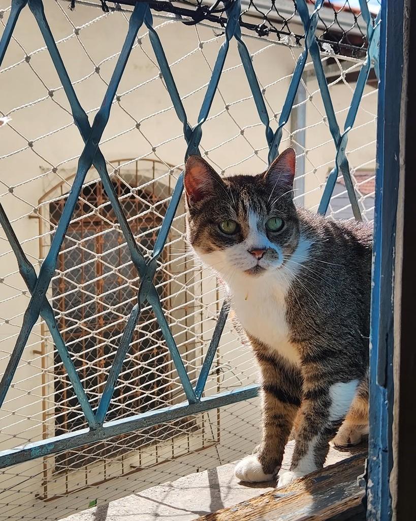 Ana Beatriz, gato de porte pequeno para adoção em Belo Horizonte - MG — foto 4 de 5