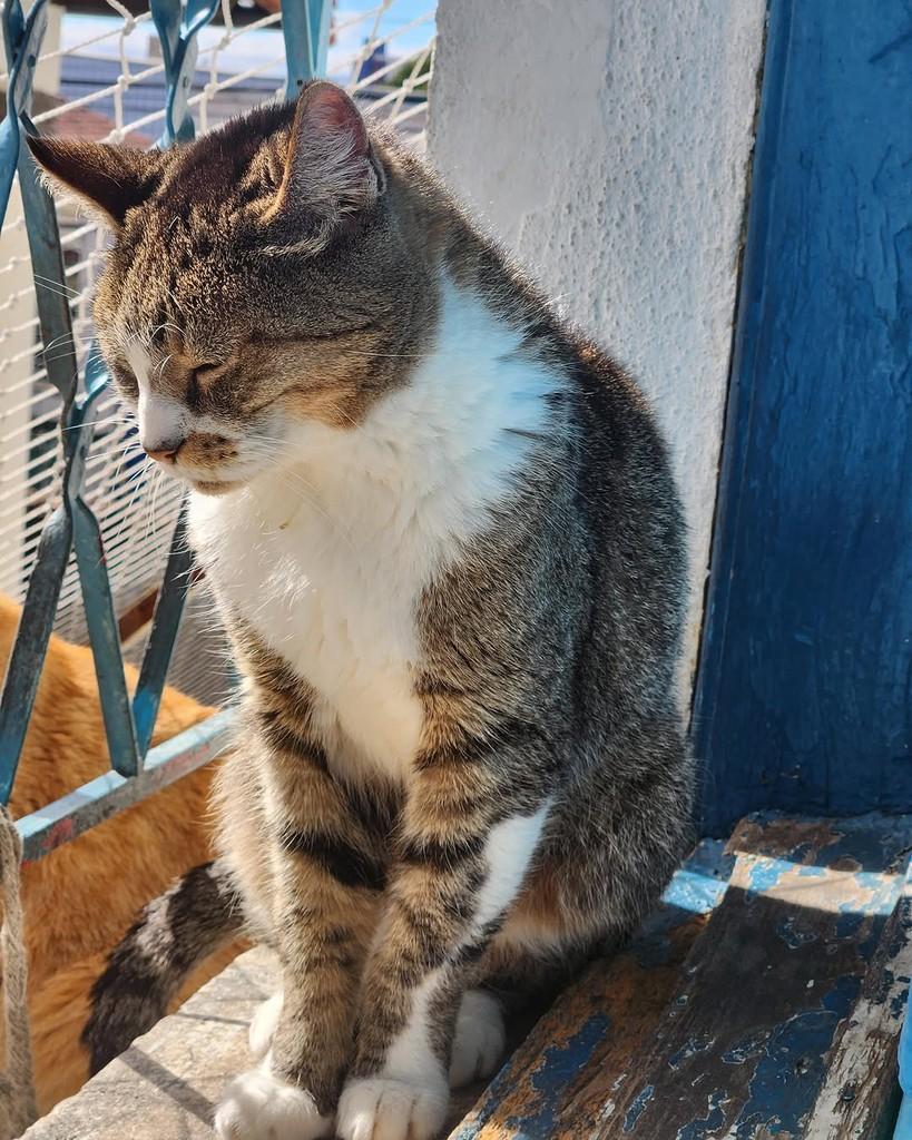 Ana Beatriz, gato de porte pequeno para adoção em Belo Horizonte - MG — foto 5 de 5