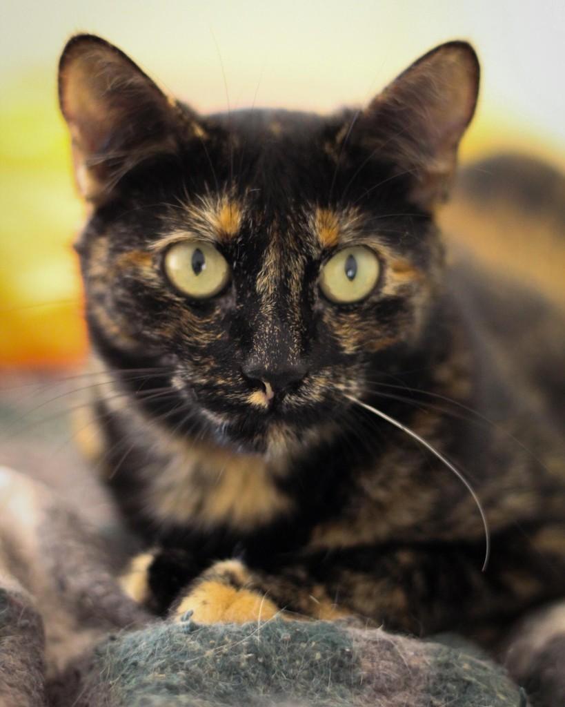 Brigitte, gata de porte médio para adoção em Belo Horizonte - MG