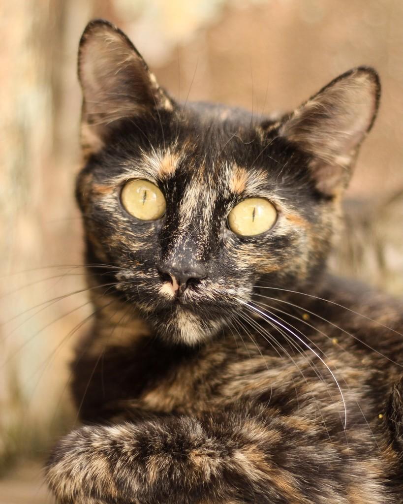 Brigitte, gata de porte médio para adoção em Belo Horizonte - MG — foto 2 de 9