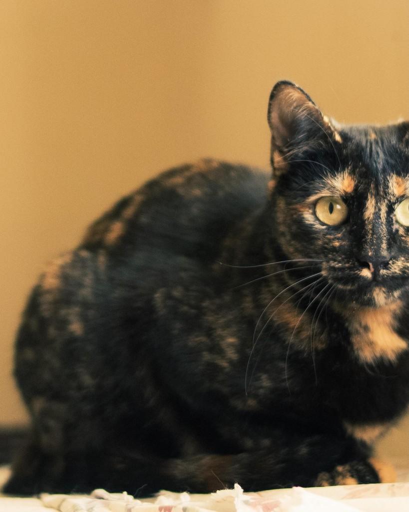 Brigitte, gata de porte médio para adoção em Belo Horizonte - MG — foto 3 de 9