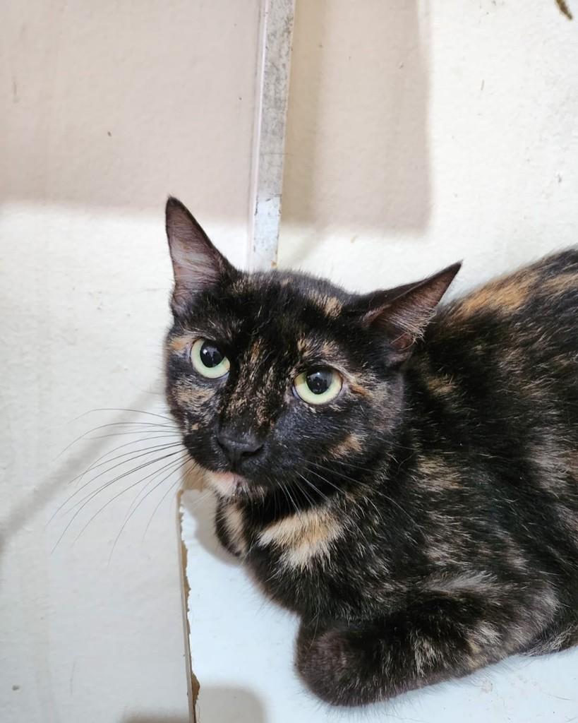 Brigitte, gata de porte médio para adoção em Belo Horizonte - MG — foto 4 de 9
