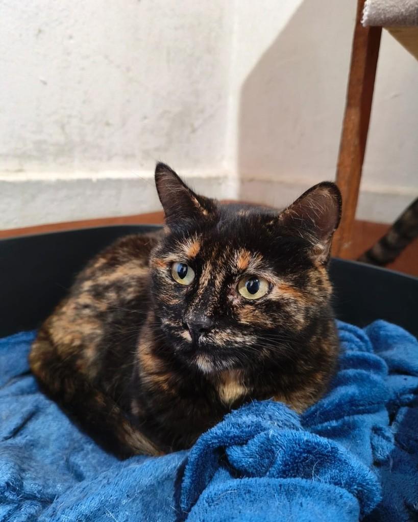 Brigitte, gata de porte médio para adoção em Belo Horizonte - MG — foto 5 de 9