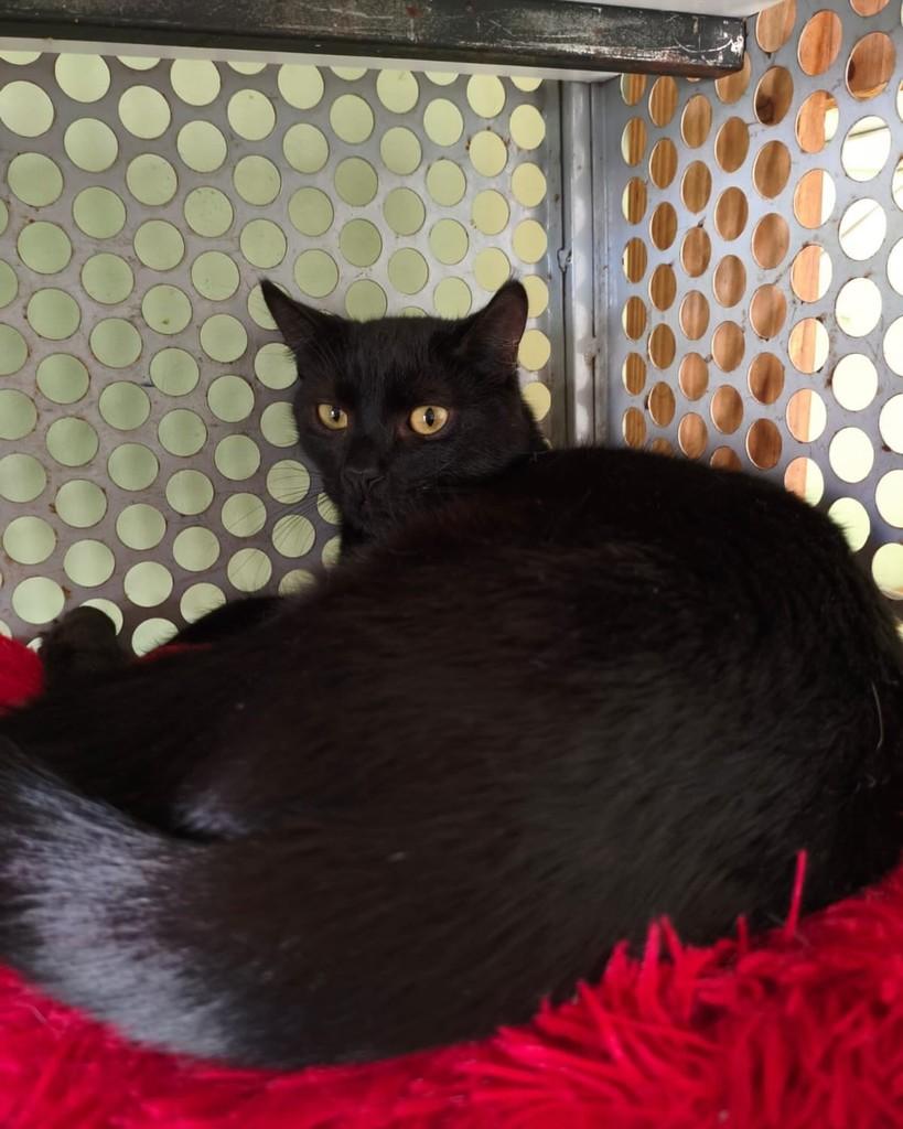 Baguera, gato de porte médio para adoção em Belo Horizonte - MG
