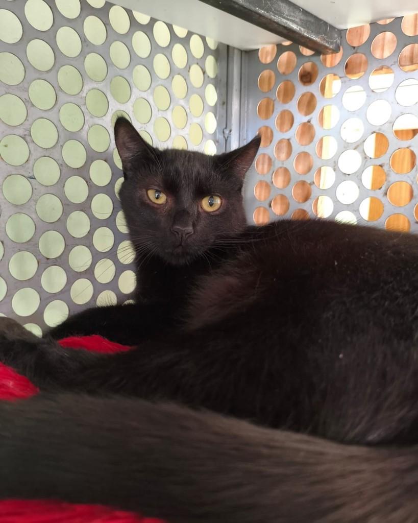 Baguera, gato de porte médio para adoção em Belo Horizonte - MG — foto 2 de 8