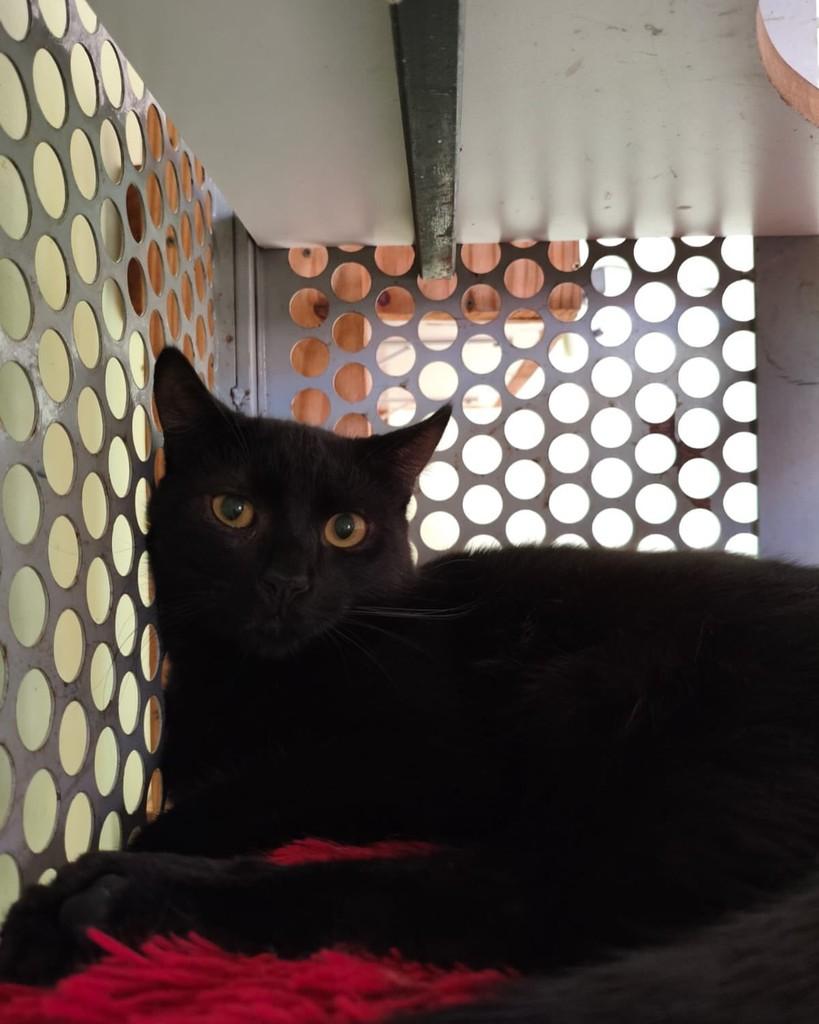 Baguera, gato de porte médio para adoção em Belo Horizonte - MG — foto 3 de 8