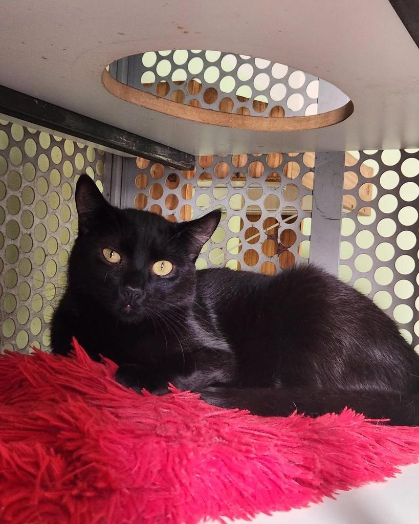 Baguera, gato de porte médio para adoção em Belo Horizonte - MG — foto 4 de 8