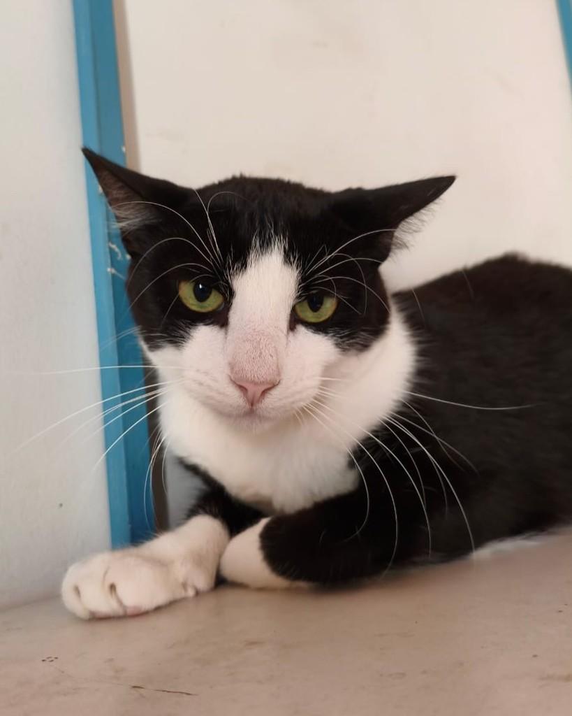 Sky, gato de porte médio para adoção em Belo Horizonte - MG