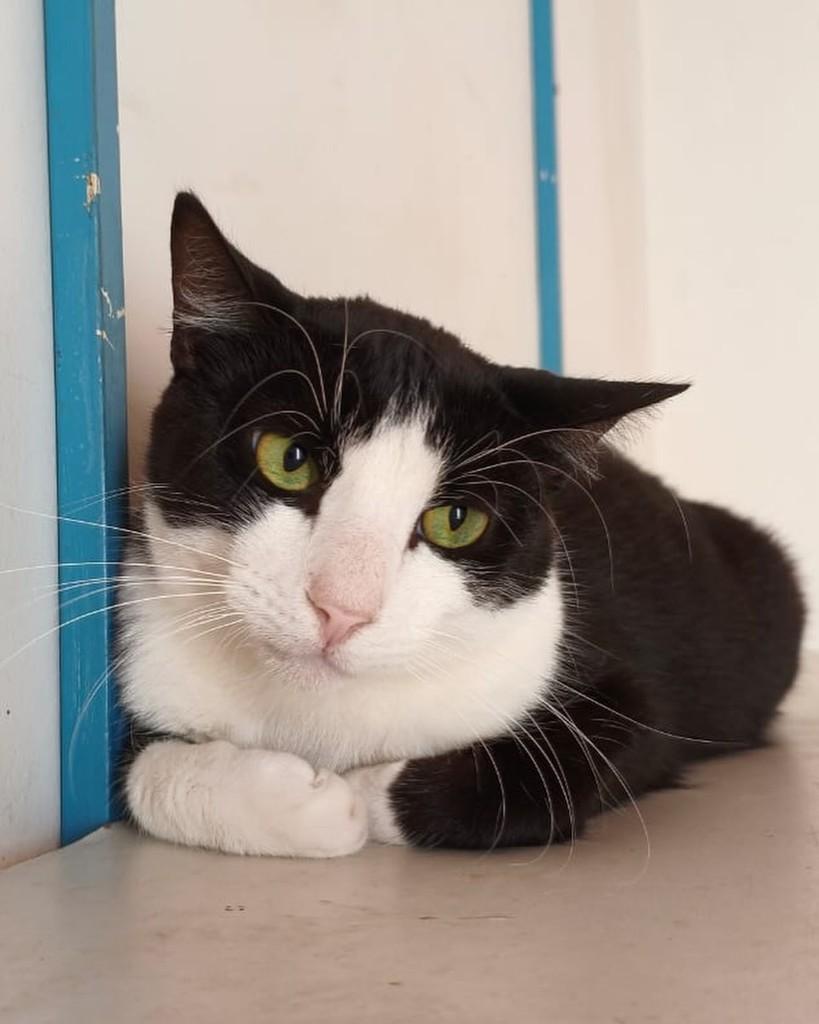 Sky, gato de porte médio para adoção em Belo Horizonte - MG — foto 2 de 7