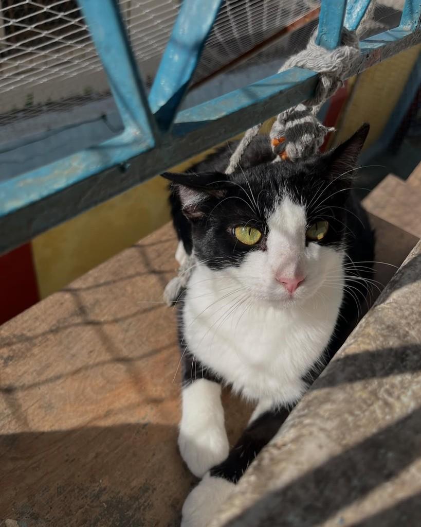 Sky, gato de porte médio para adoção em Belo Horizonte - MG — foto 4 de 7